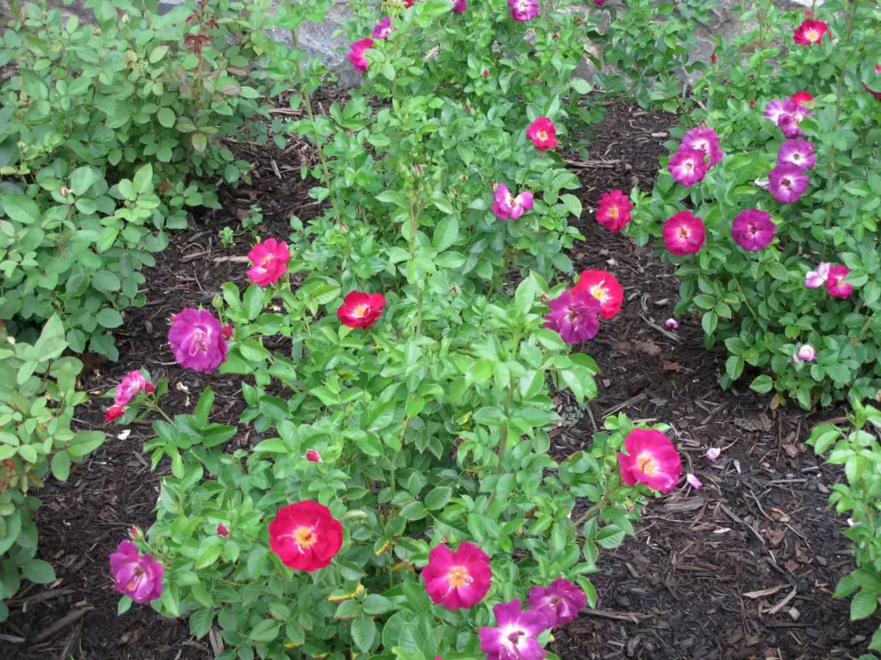 Floribunda.