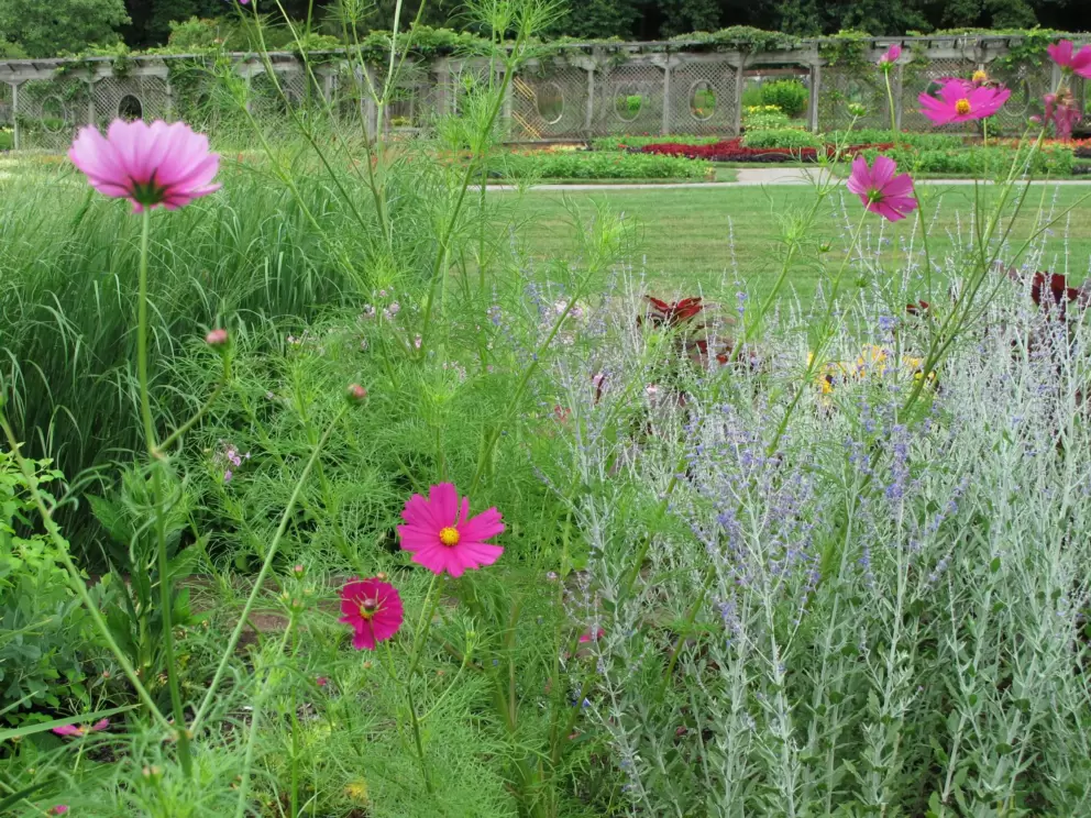 Wispy flowers.