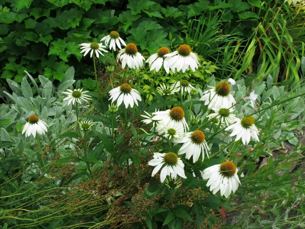 Summer flowers.