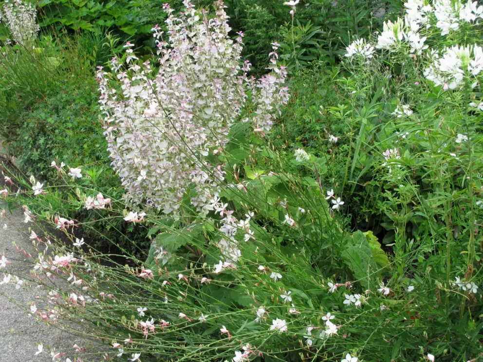 Delicate flowers spill over the path.
