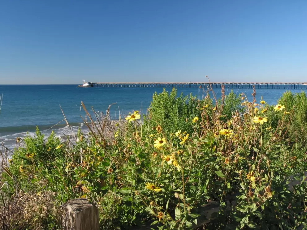 Black-Eyed Susans and the pier in the distance, on a blissful winter's day.
