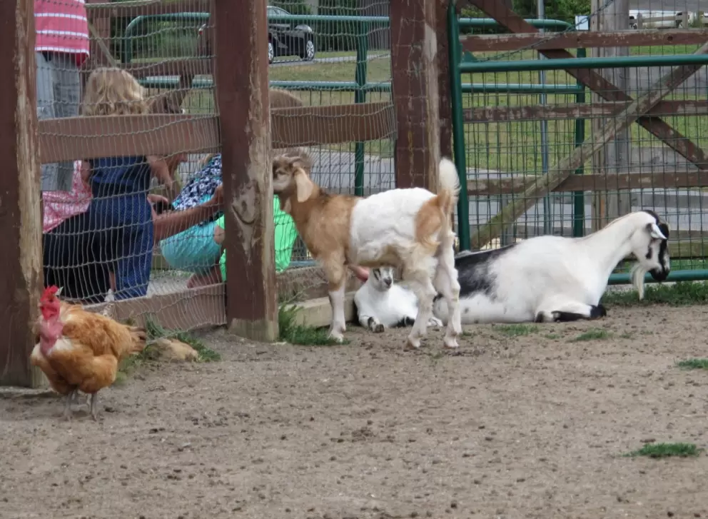 The petting zoo.