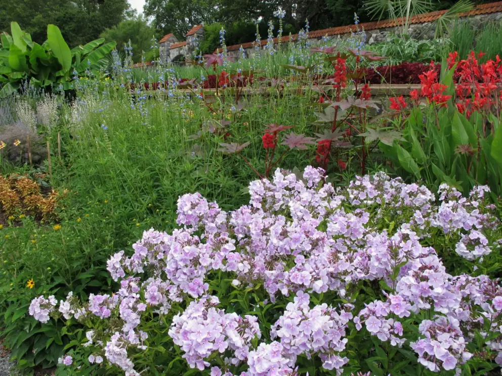 Lavender colors.