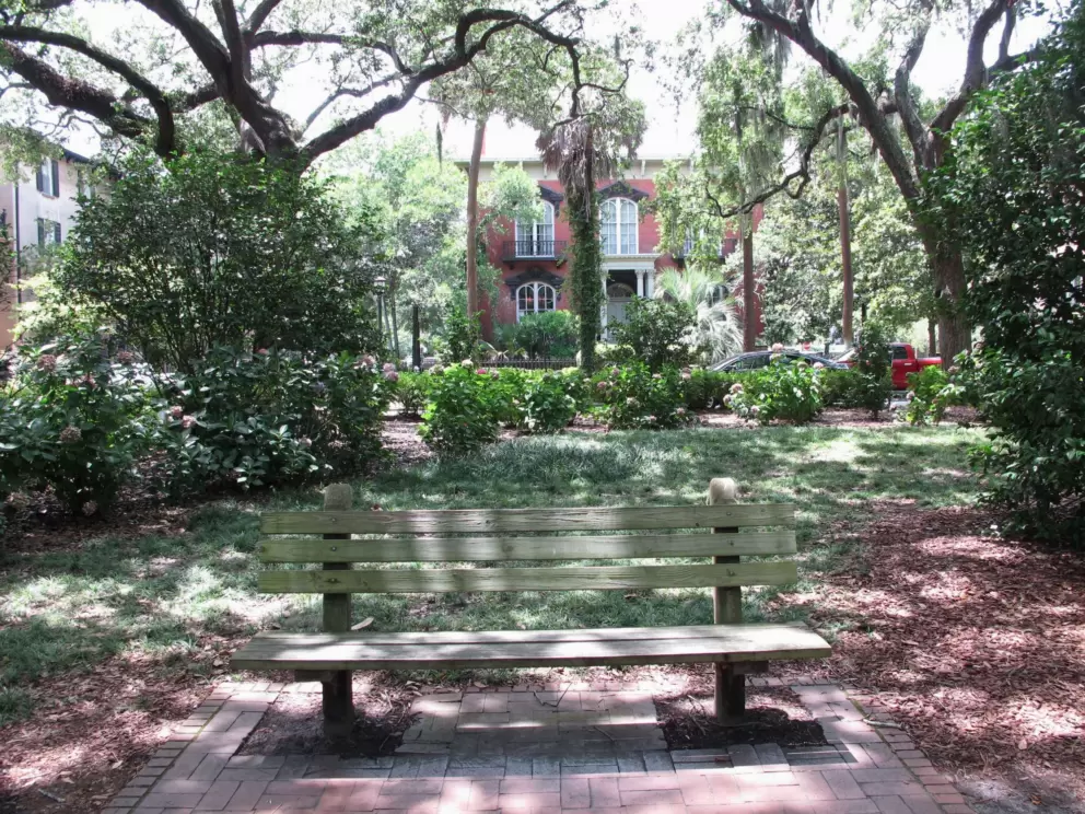 Bench and gorgeous trees.