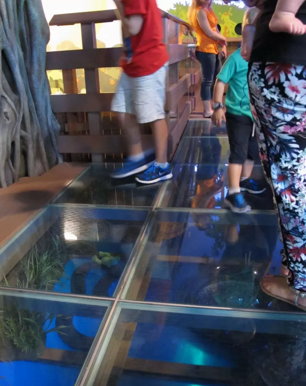 Kids look down at the clear blue glass to see the animals below.