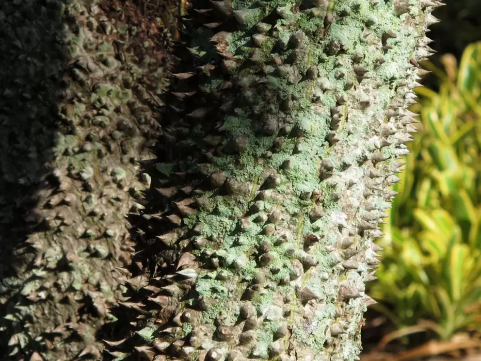 Spiky tree trunk.