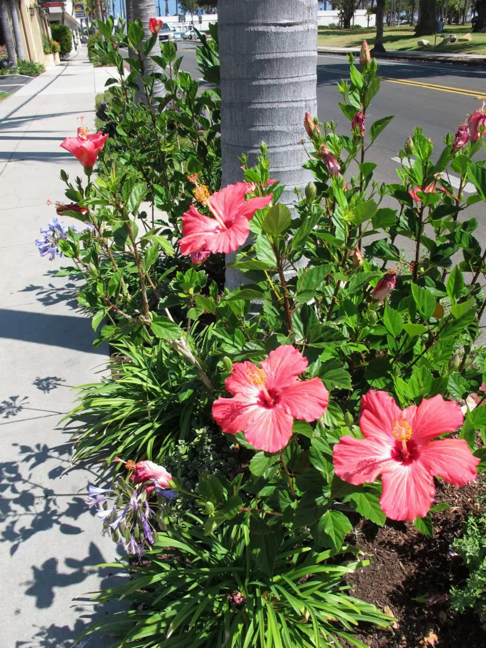 Flowers along the sidewalk on Castillo St.