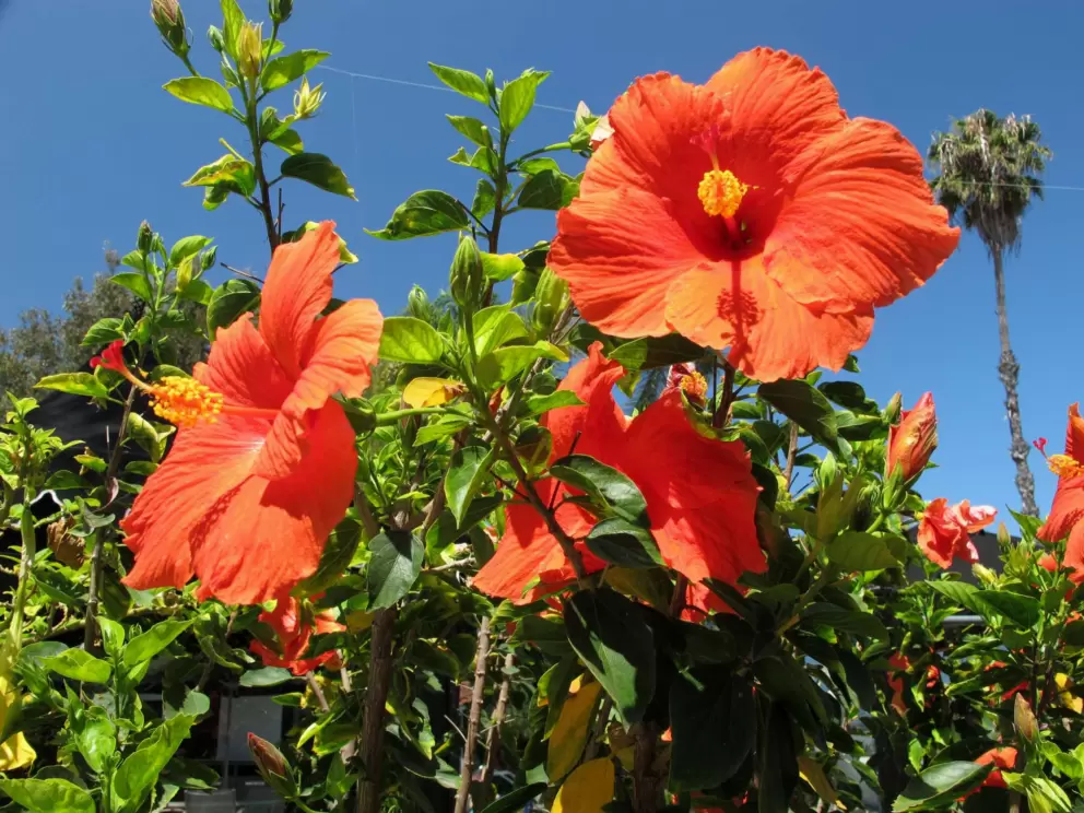 Red hibiscus and palm tree.