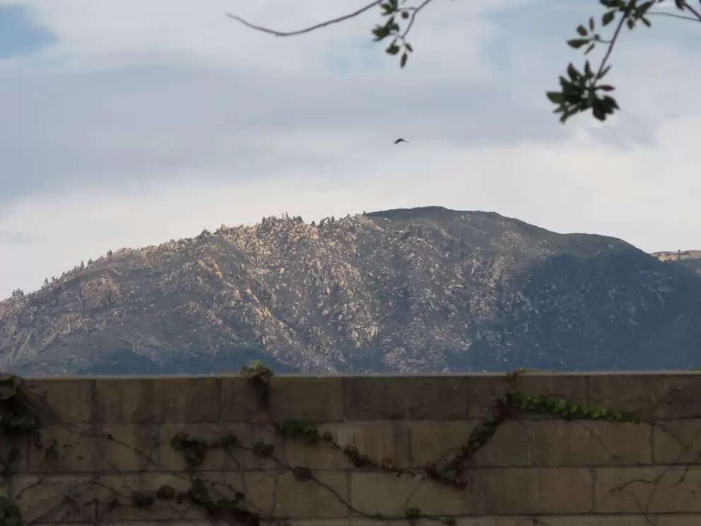 Mountains and bird, as seen from the park.