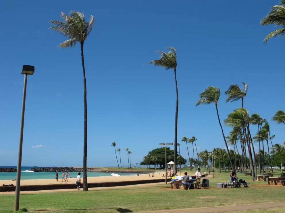 Coconut trees and picnic tables.