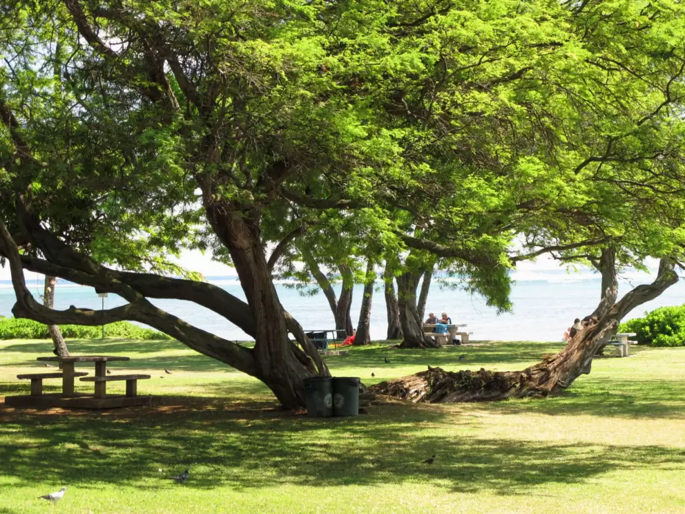 Looking past the trees and picnic tables to the ocean.
