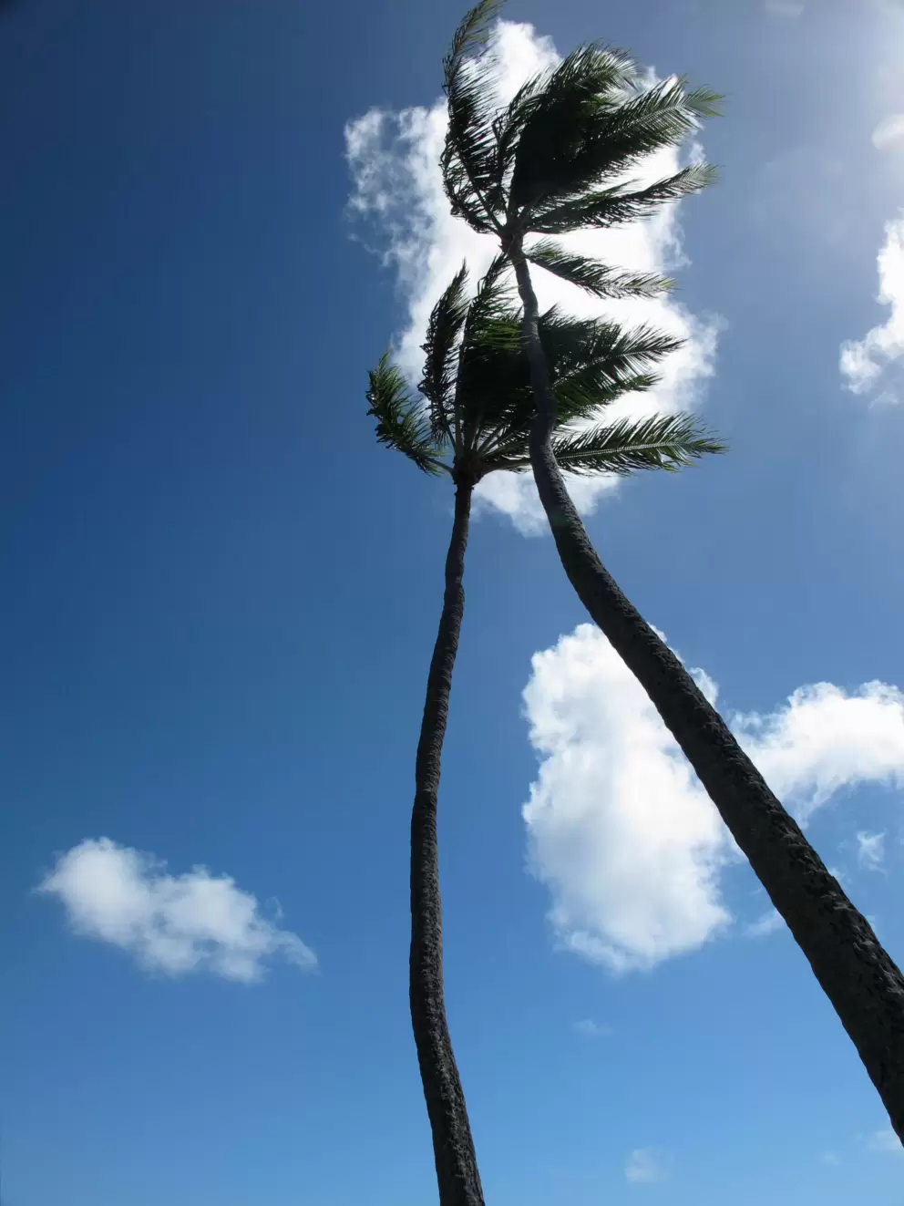 Super tall coconut trees.