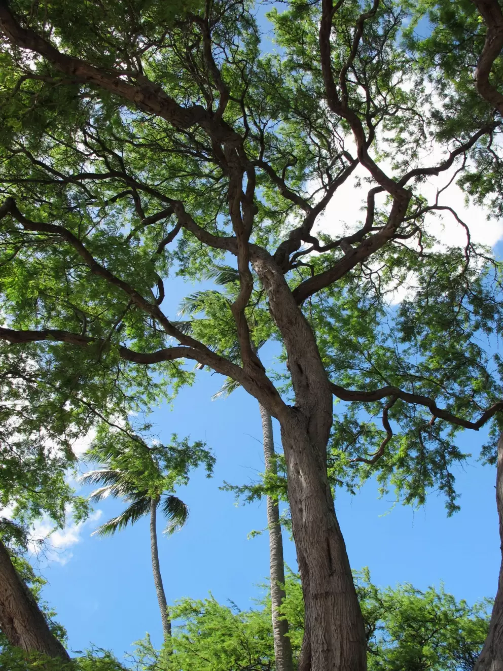Wonderful tree.