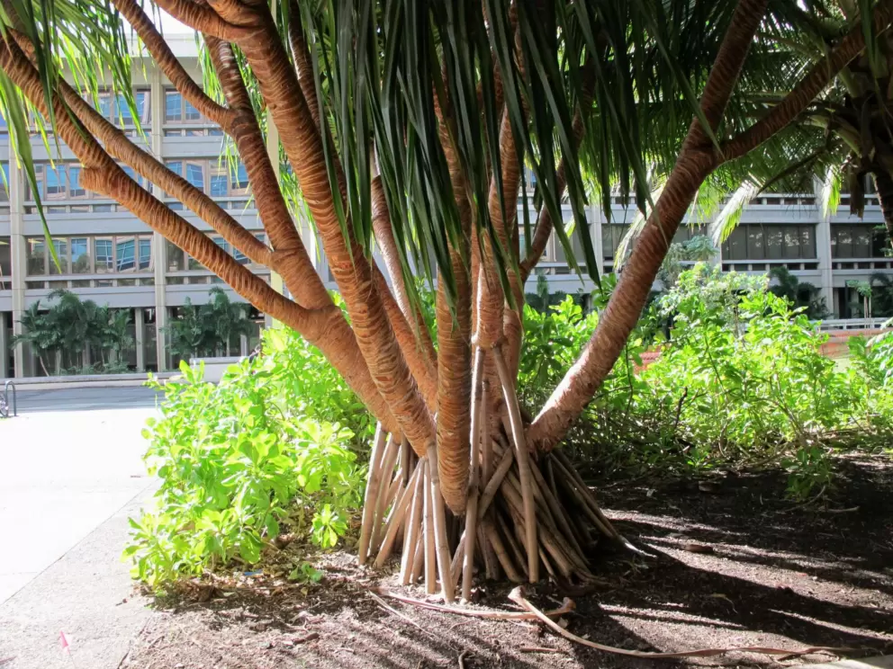 Pandanus tree.