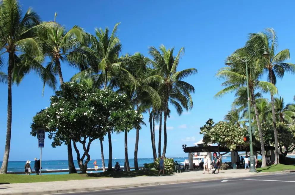 Coconut trees, plumeria tree, and bright ocean.