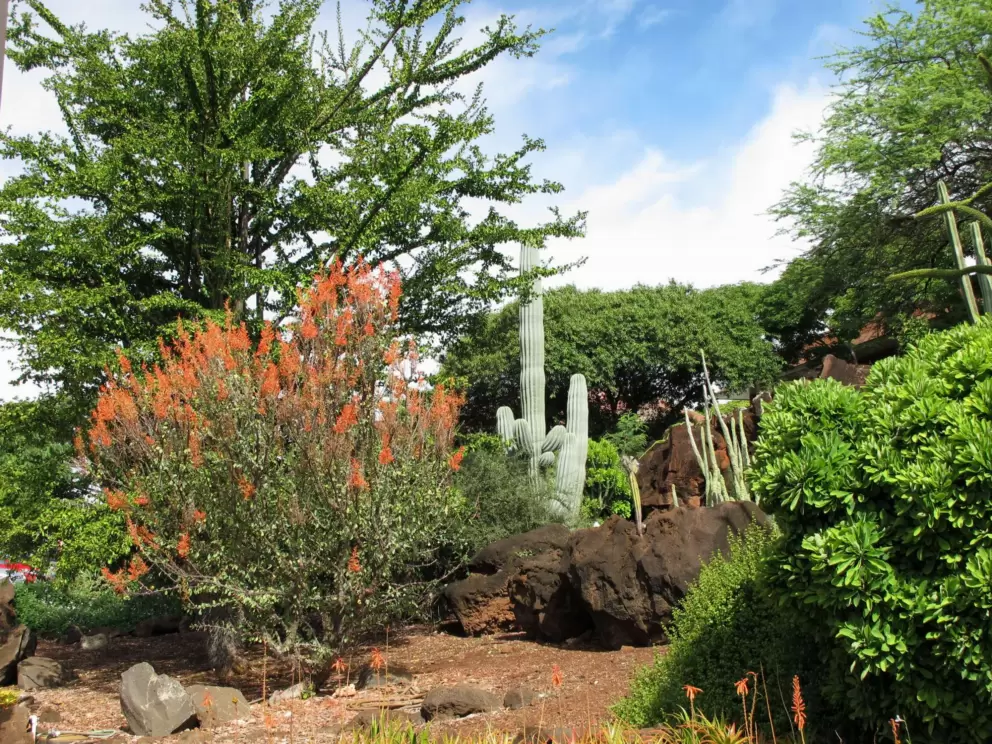 Cacti, red flowering tree, and blue sky.
