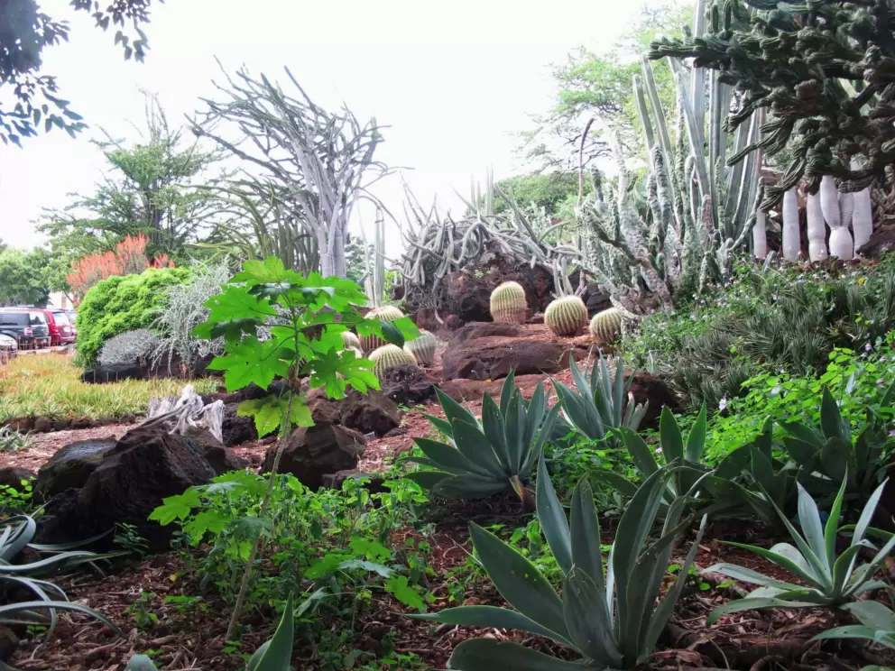 Cacti on the hillside and plants catching the light.