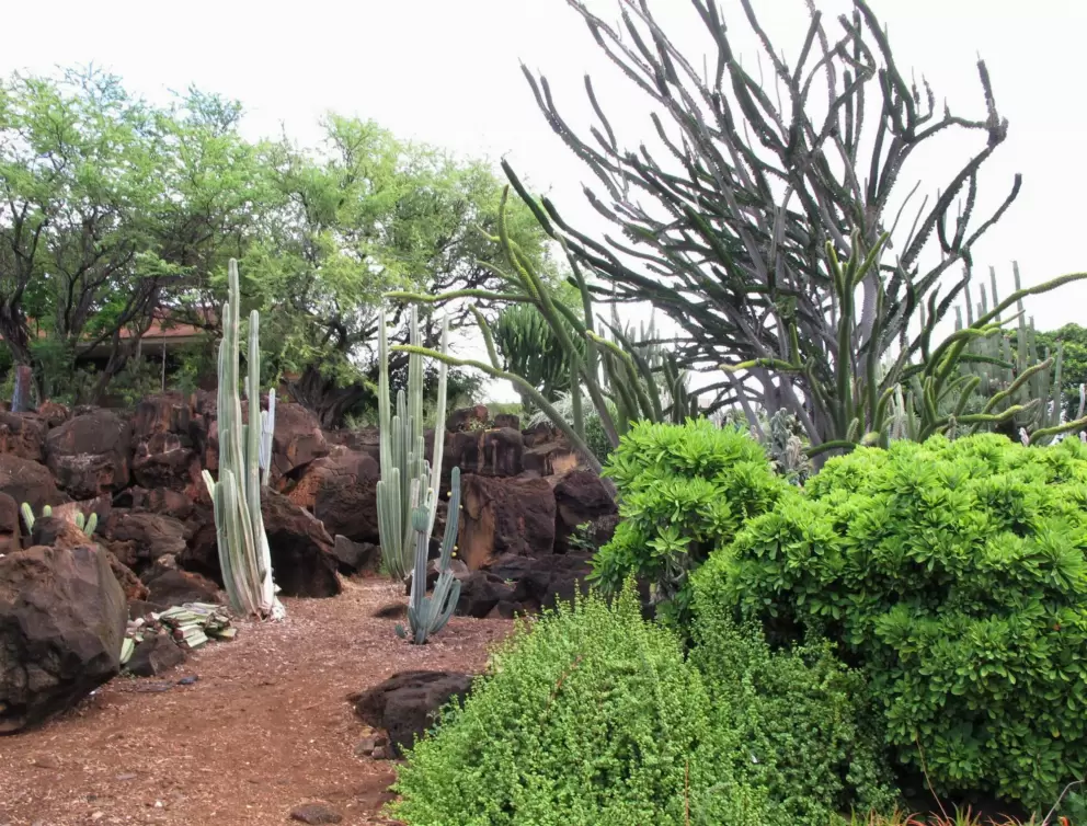 Thin cactus reaching up to the sky.