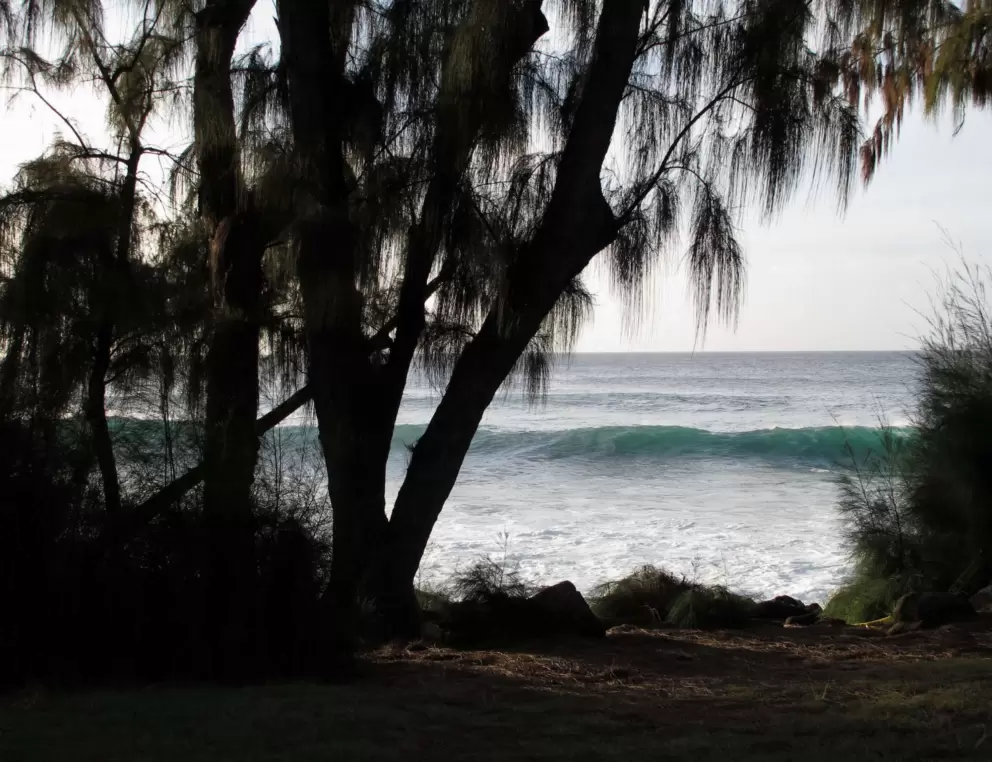 Australian pine and wave.