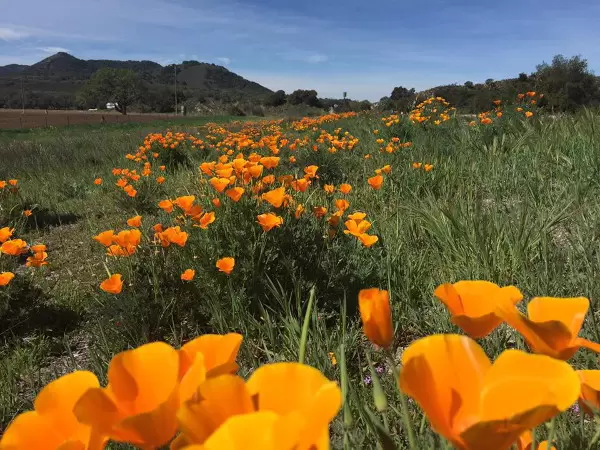 California poppies along the side of Highway 154 in March.