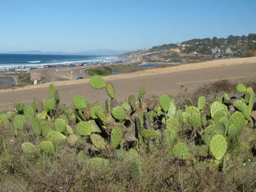Prickly pear cactus on the road that leads to the top.