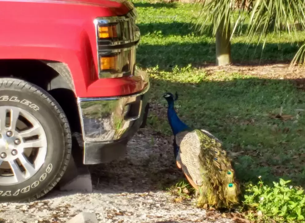 A peacock admires himself in the mirror that is a truck's bumper!
