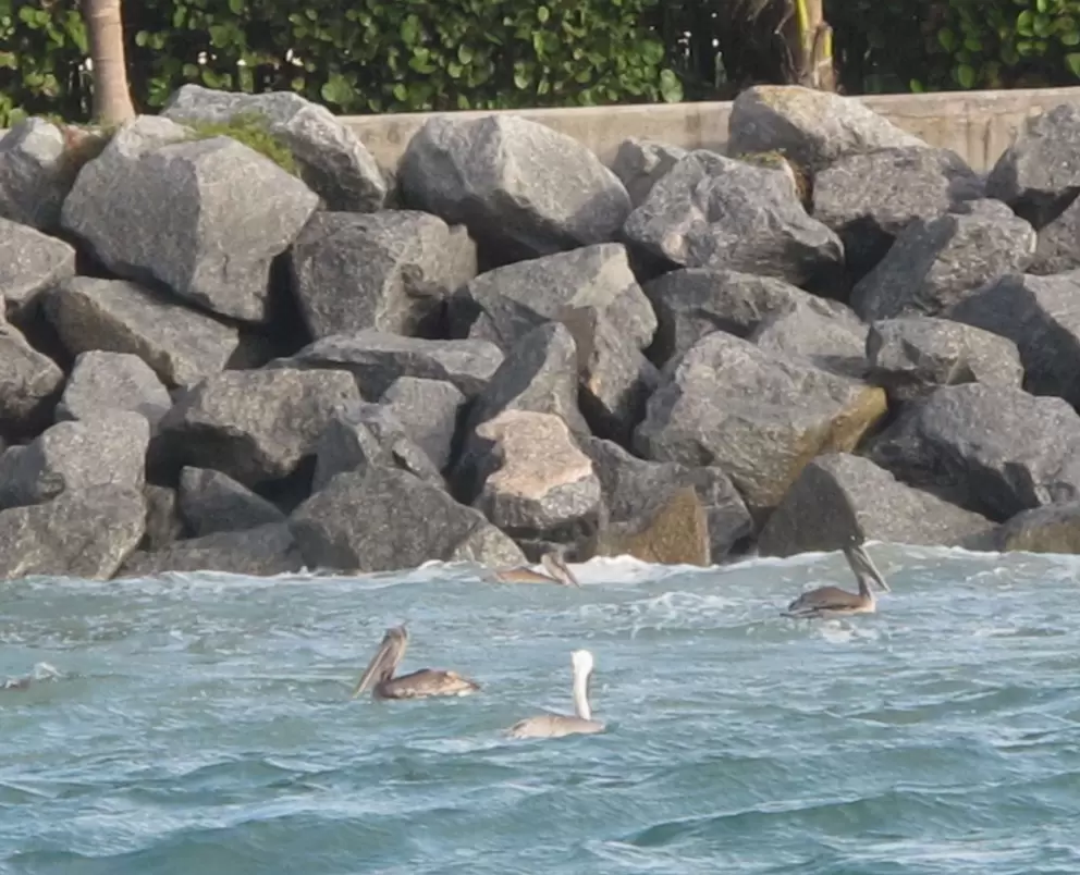 Pelicans enjoy a stormy current in the inlet.
