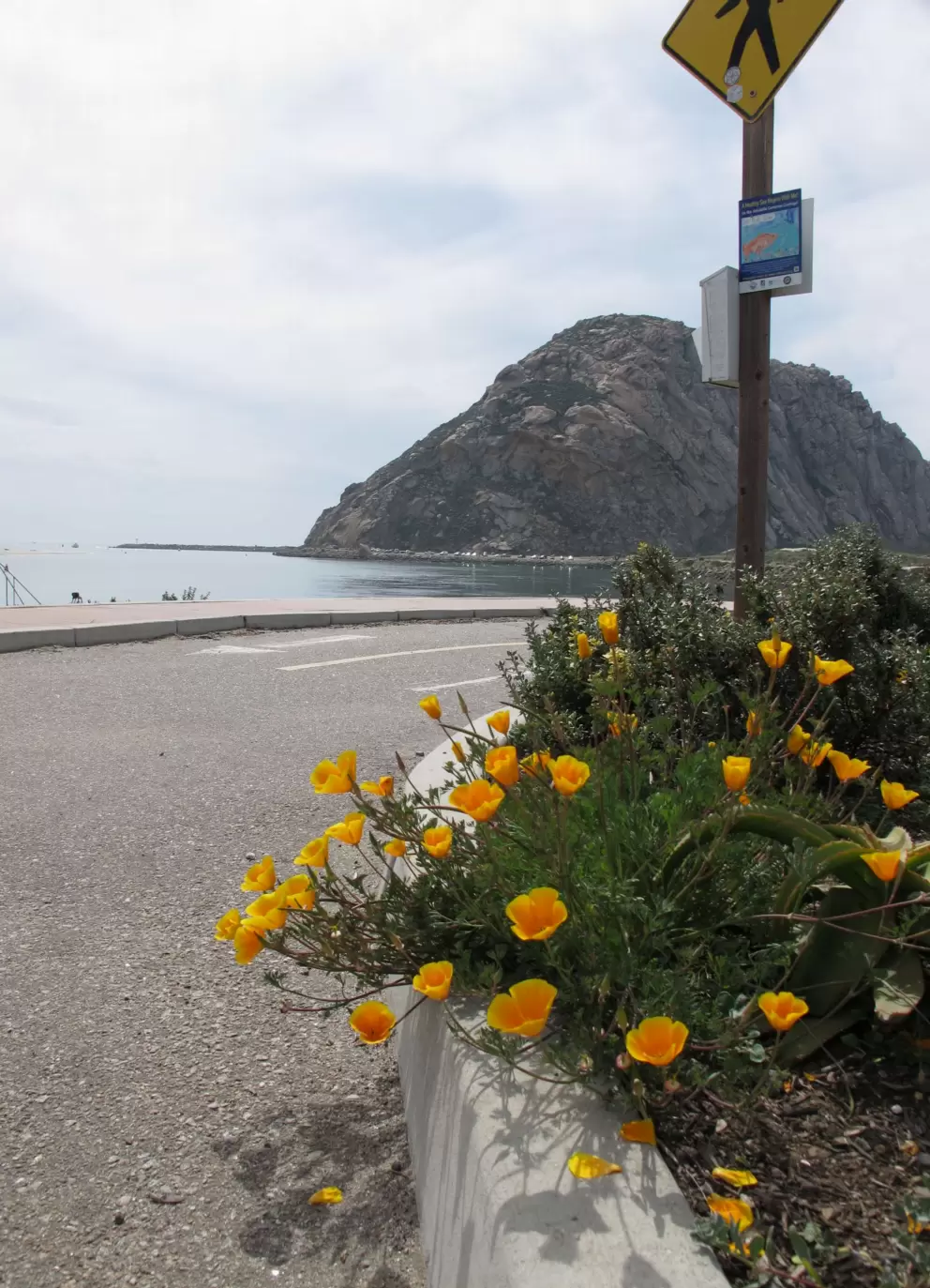 Poppies hang over the sidewalk by the bike path.