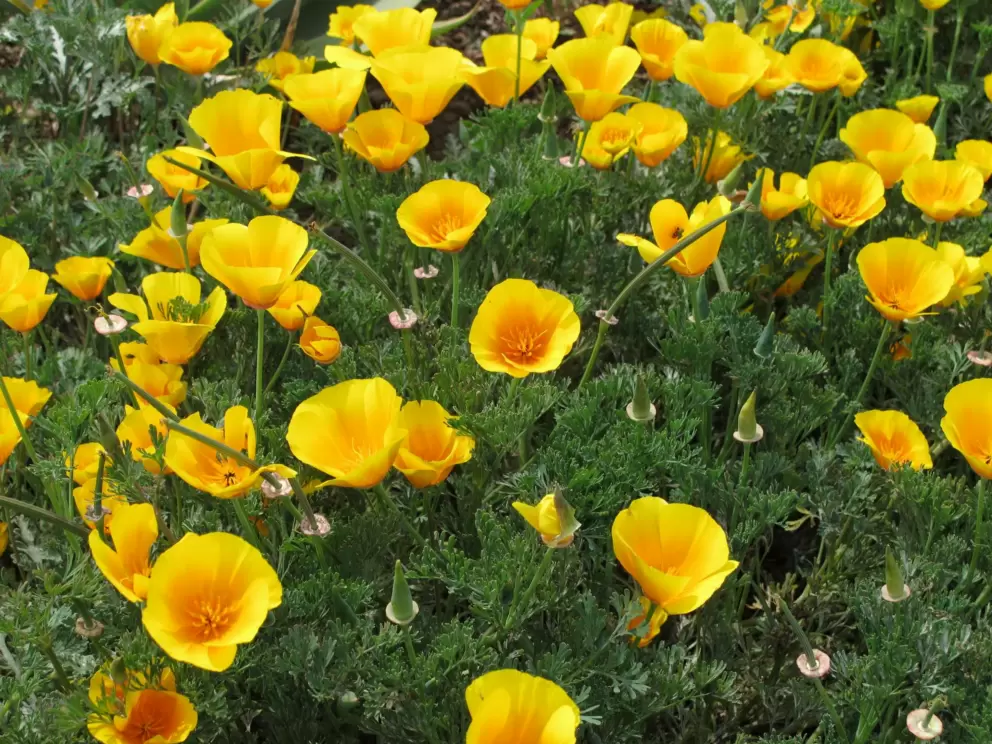 Poppies in the parking lot at Coleman Park in early April.