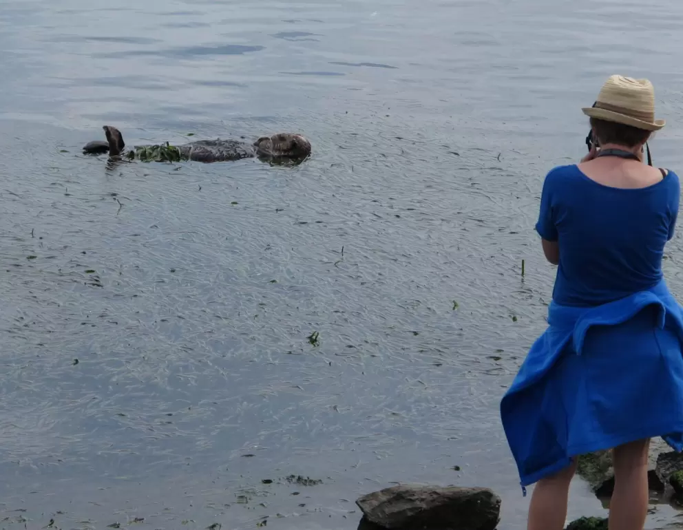 A sea otter rests in the sea grass close to shore.