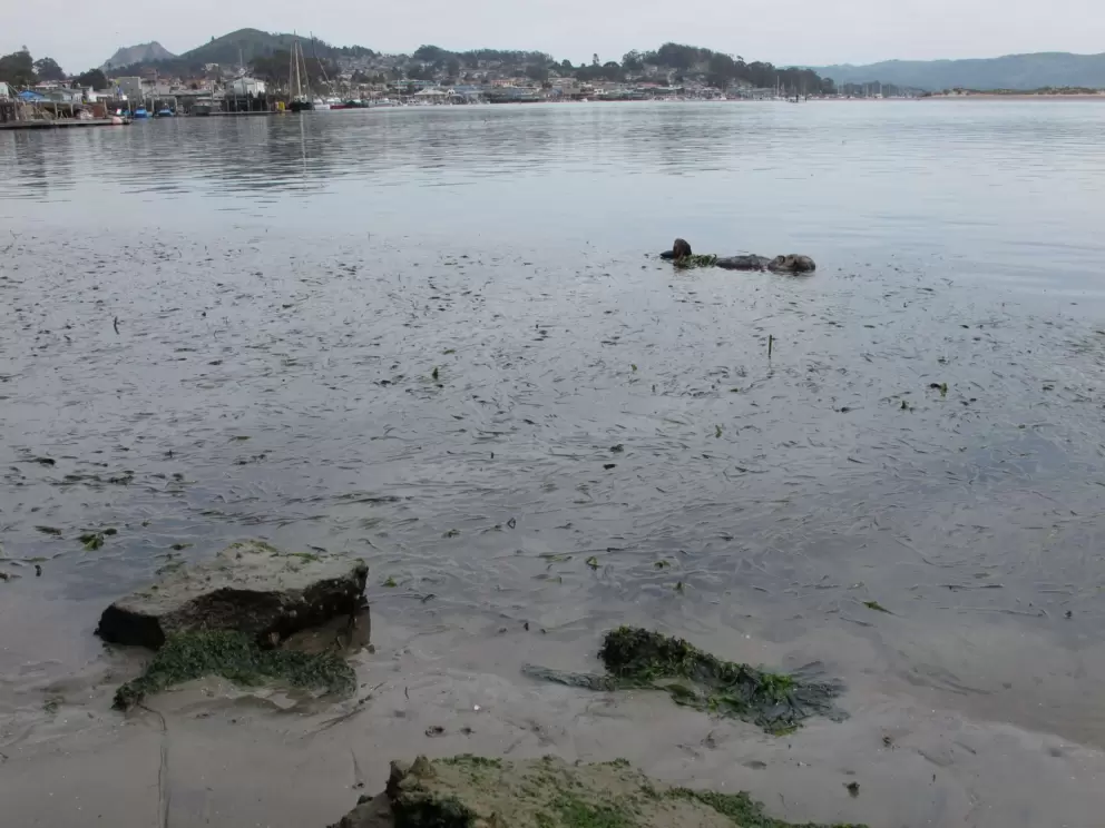 The sea otter has a lovely view!