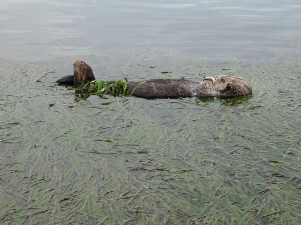 Closeup of an adorable sea otter resting in the sea grass.