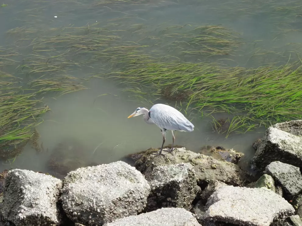 Heron, with sea grass behind.