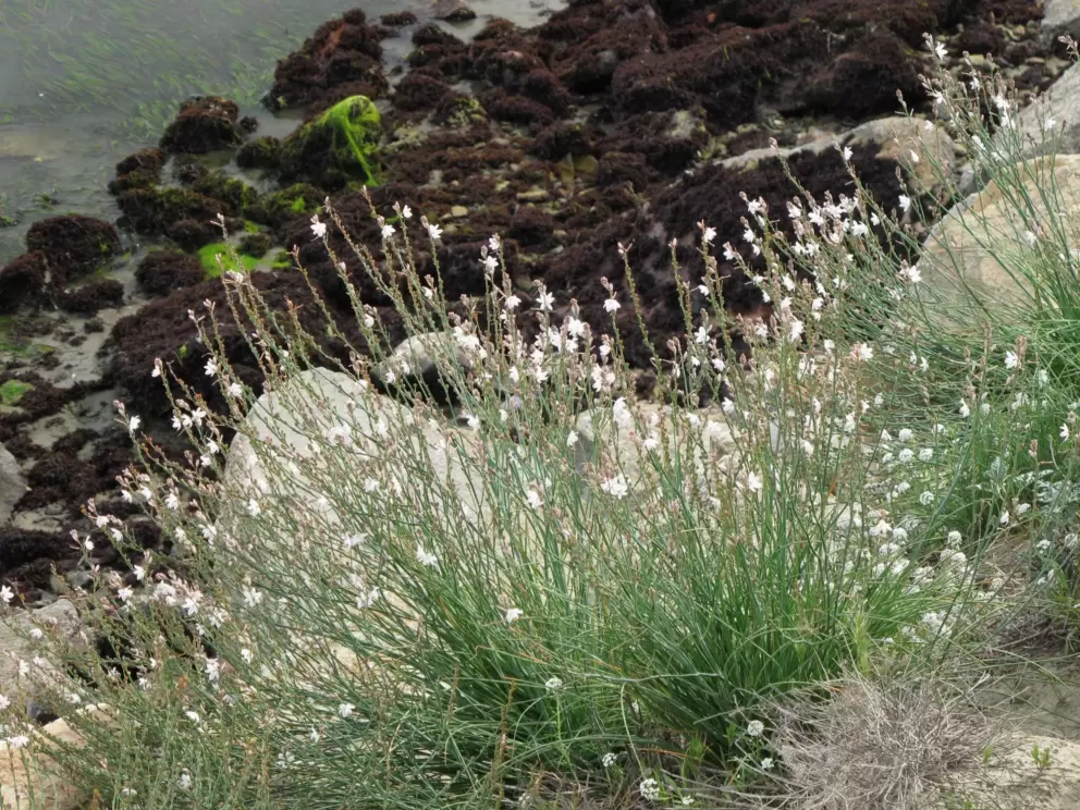Wildflowers along the path.