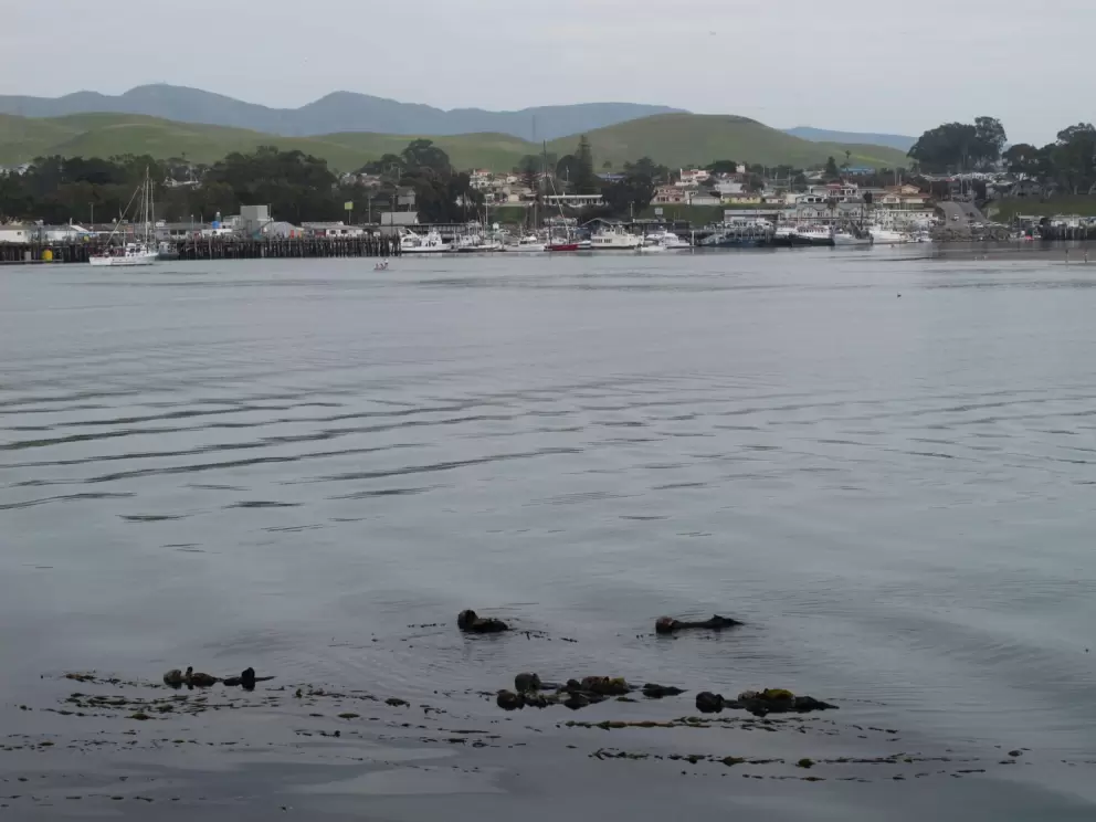 Sea otters, and green hills in the background.