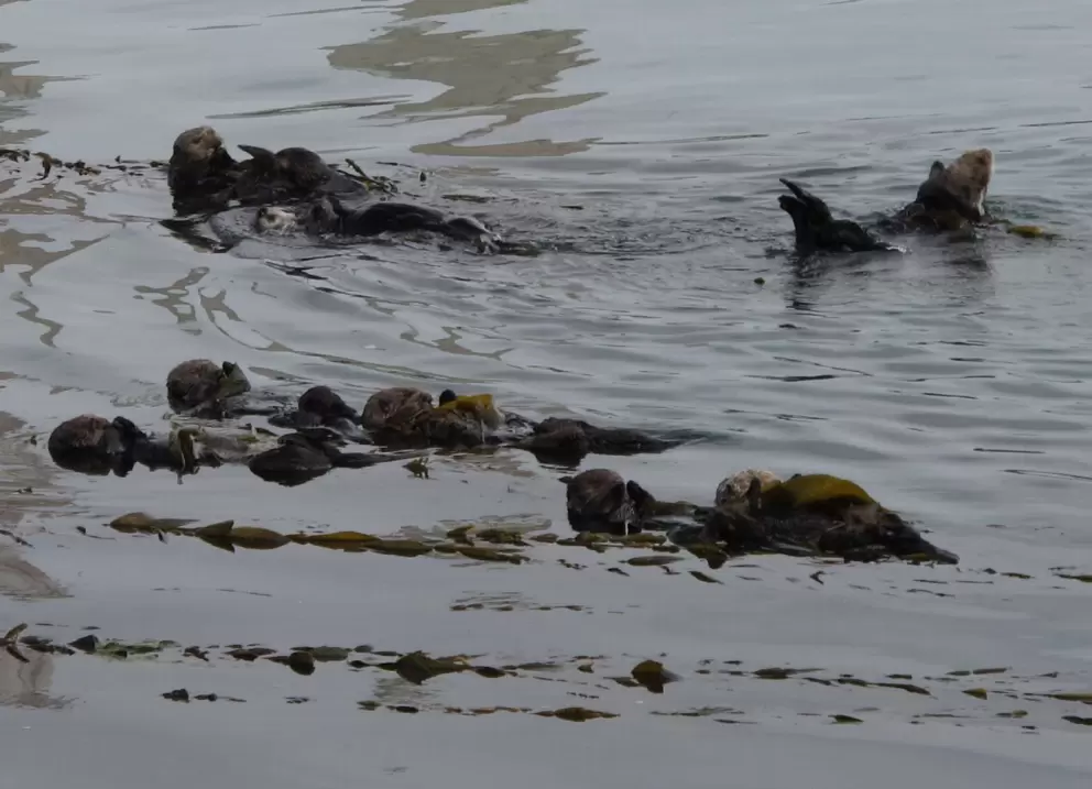 Sea otters rolling around in the water!
