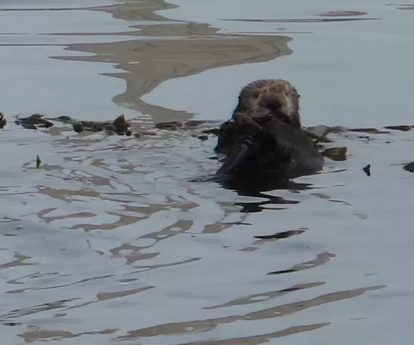 I love this guy! A sea otter poking his head out of the water.