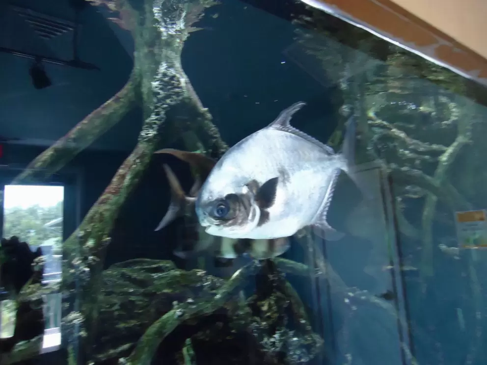 Mangrove tank with big silver fish.