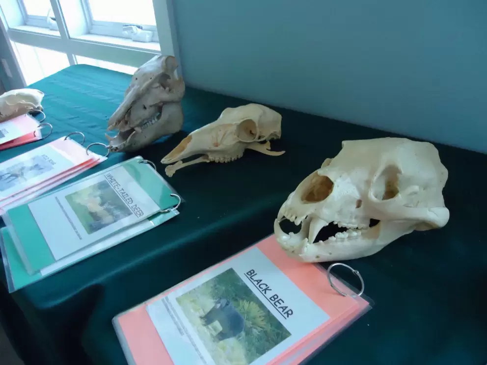 Bear, deer, and boar skulls.