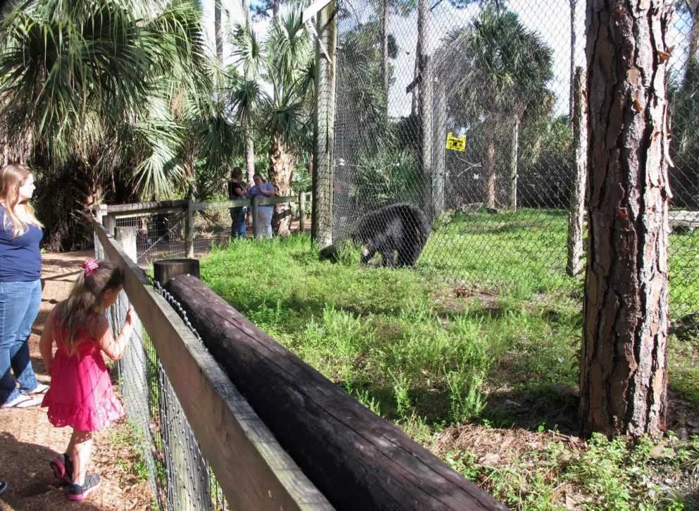 Visitors check out a bear in its enclosure.