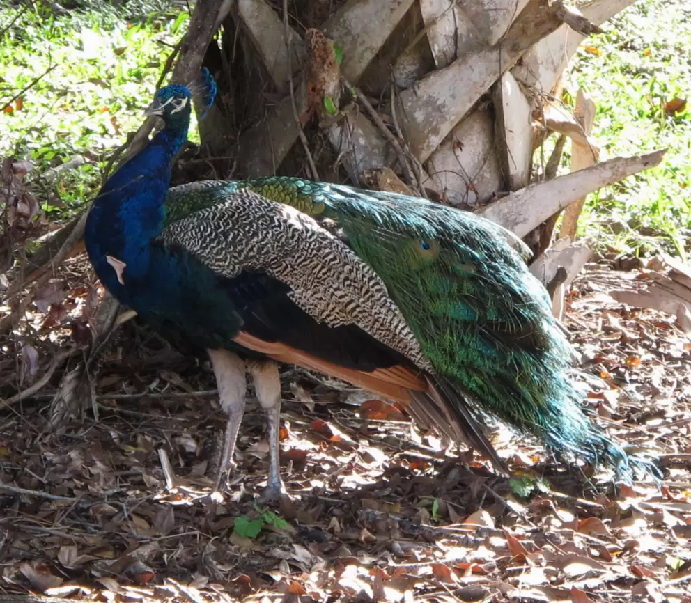 It's fun to see the peacock at Riverbend Park, usually near the parking lot.