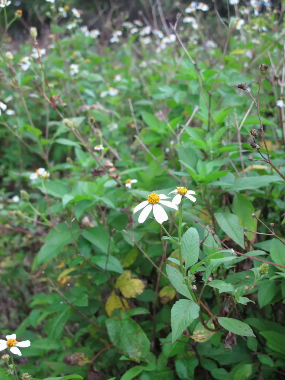 Flowers on a trail in Riverbend Park.