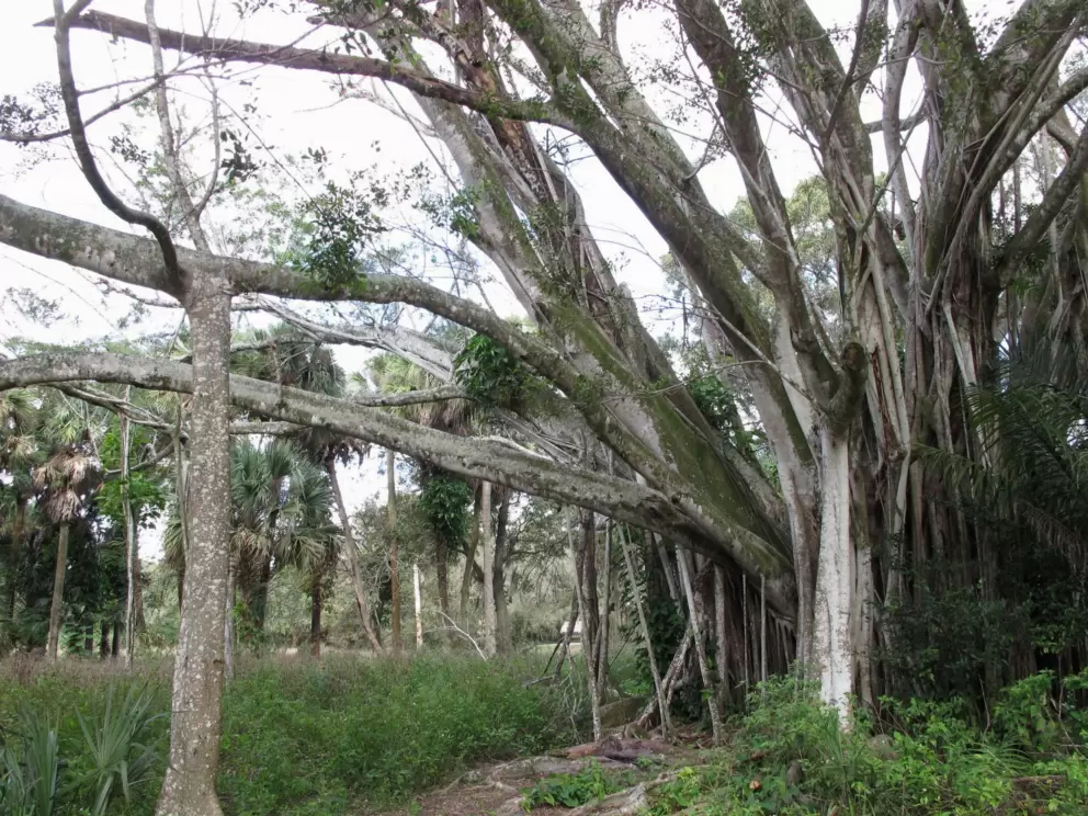 Strangler Fig tree.