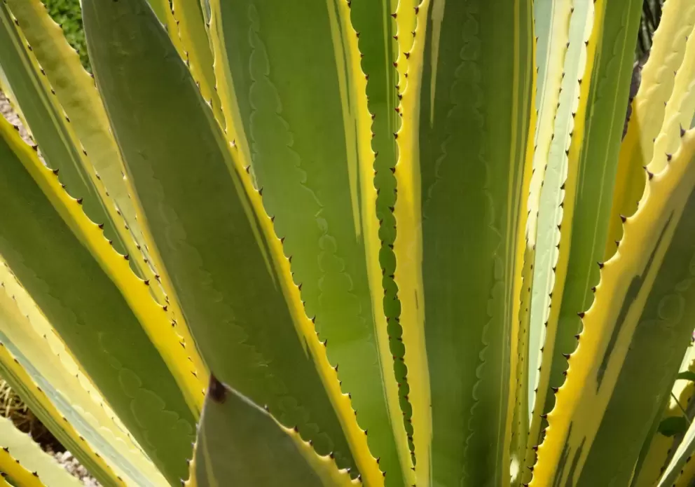 Green and yellow colors of a cactus plant.