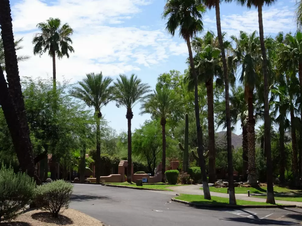 Palm trees at Rancho Manana Resort in Cave Creek.