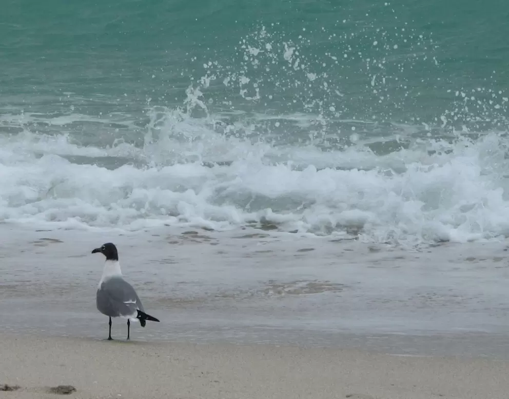 Interesting bird on the shore.