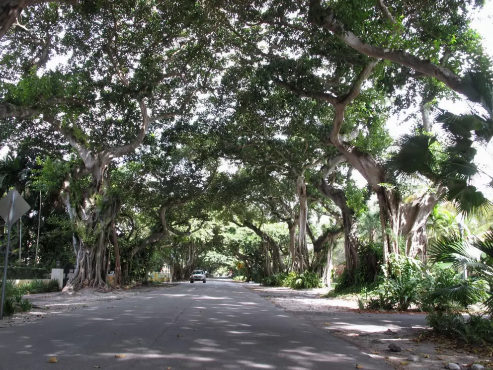 Amazing canopy of fig trees in Coral Gables.
