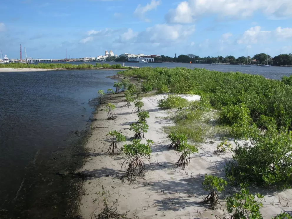 These baby mangrove trees are so cute!