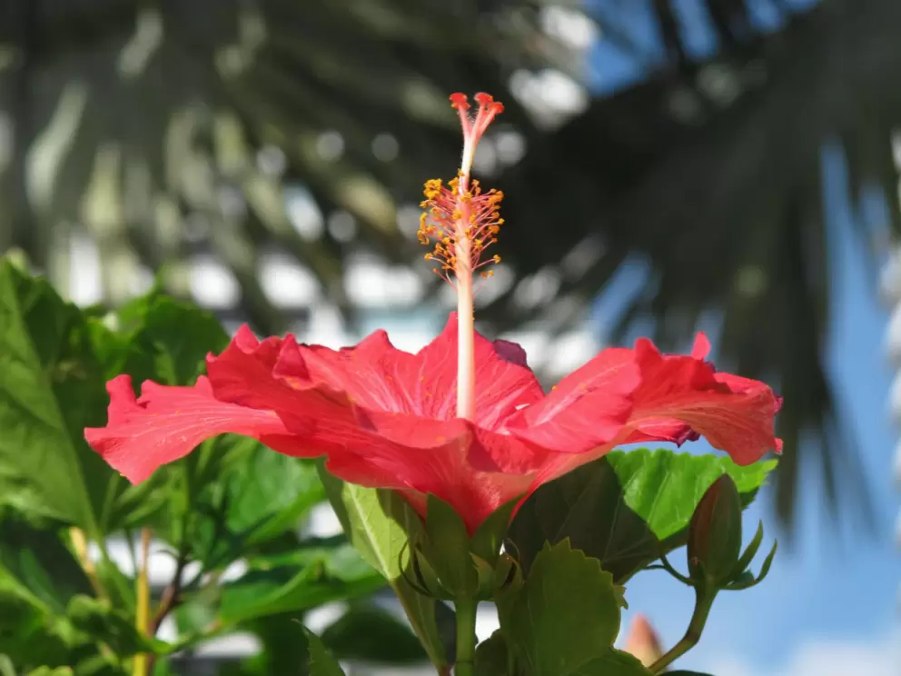 Red hibiscus and palm trees.