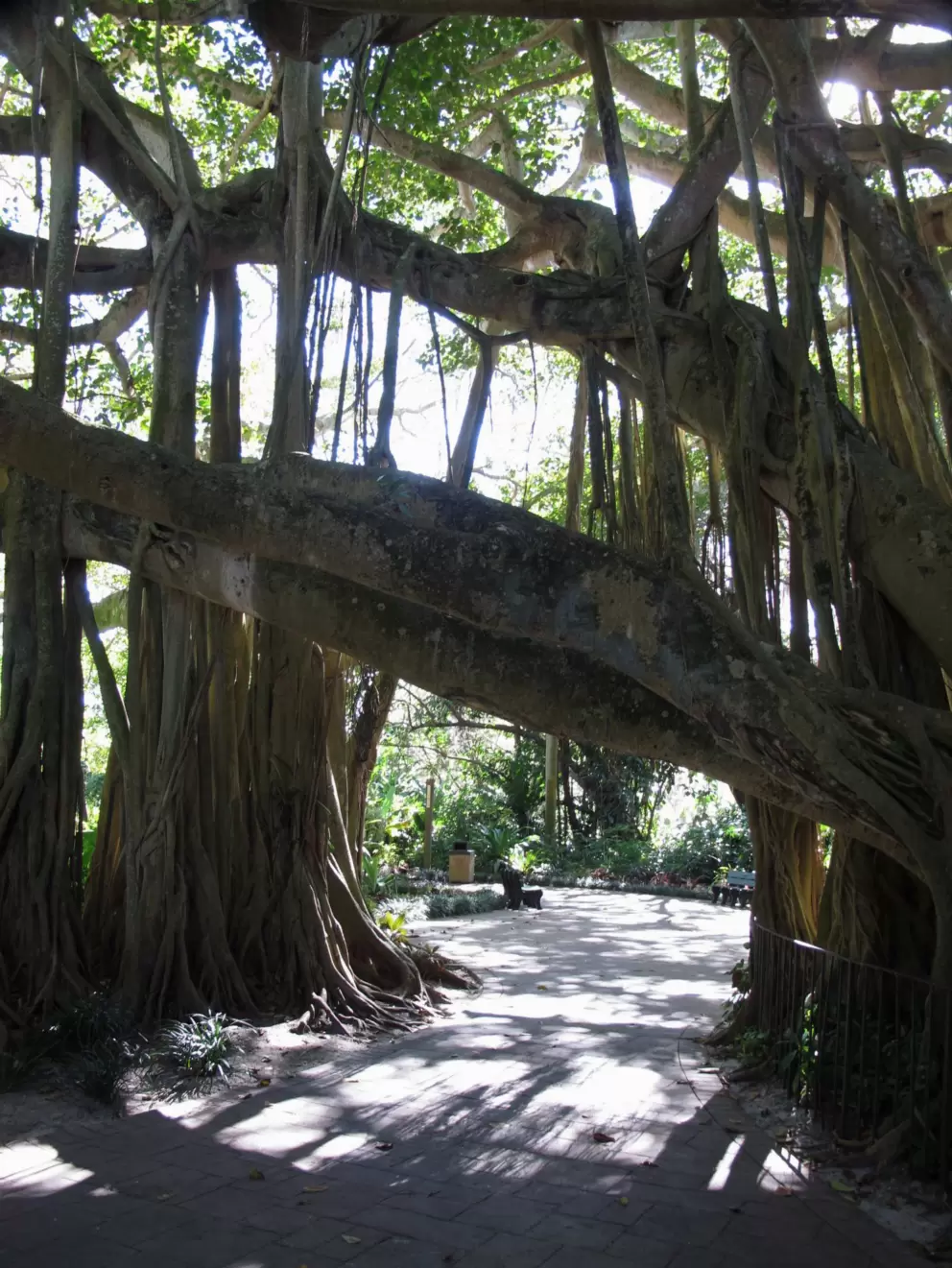 Incredible banyan tree.